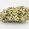 Comatose Strain