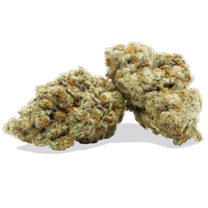 Dolato Strain