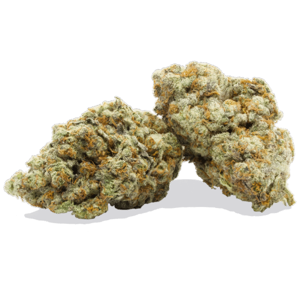 Dolato Strain