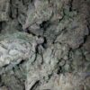 Khalifa Mints Strain