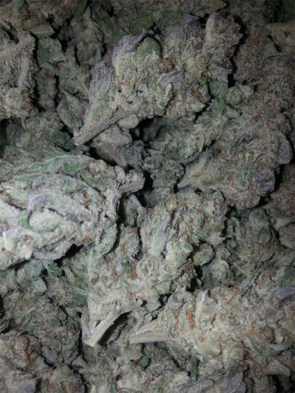 Khalifa Mints Strain