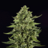skywalker og strain