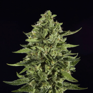 skywalker og strain