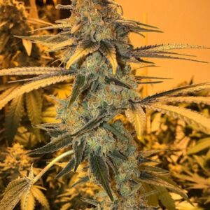 OG Kush CBD Flower