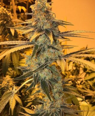 OG Kush CBD Flower