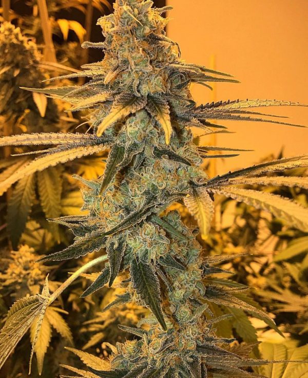 OG Kush CBD Flower