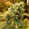Sour Diesel Strain