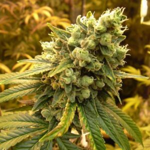 Sour Diesel Strain