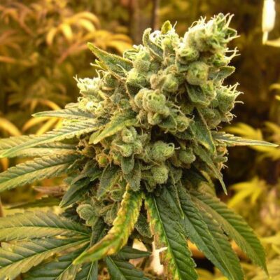 Sour Diesel Strain